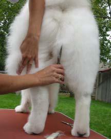 31 peripoihsi samoyed oyra