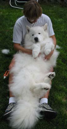 40samoyed paixnidia